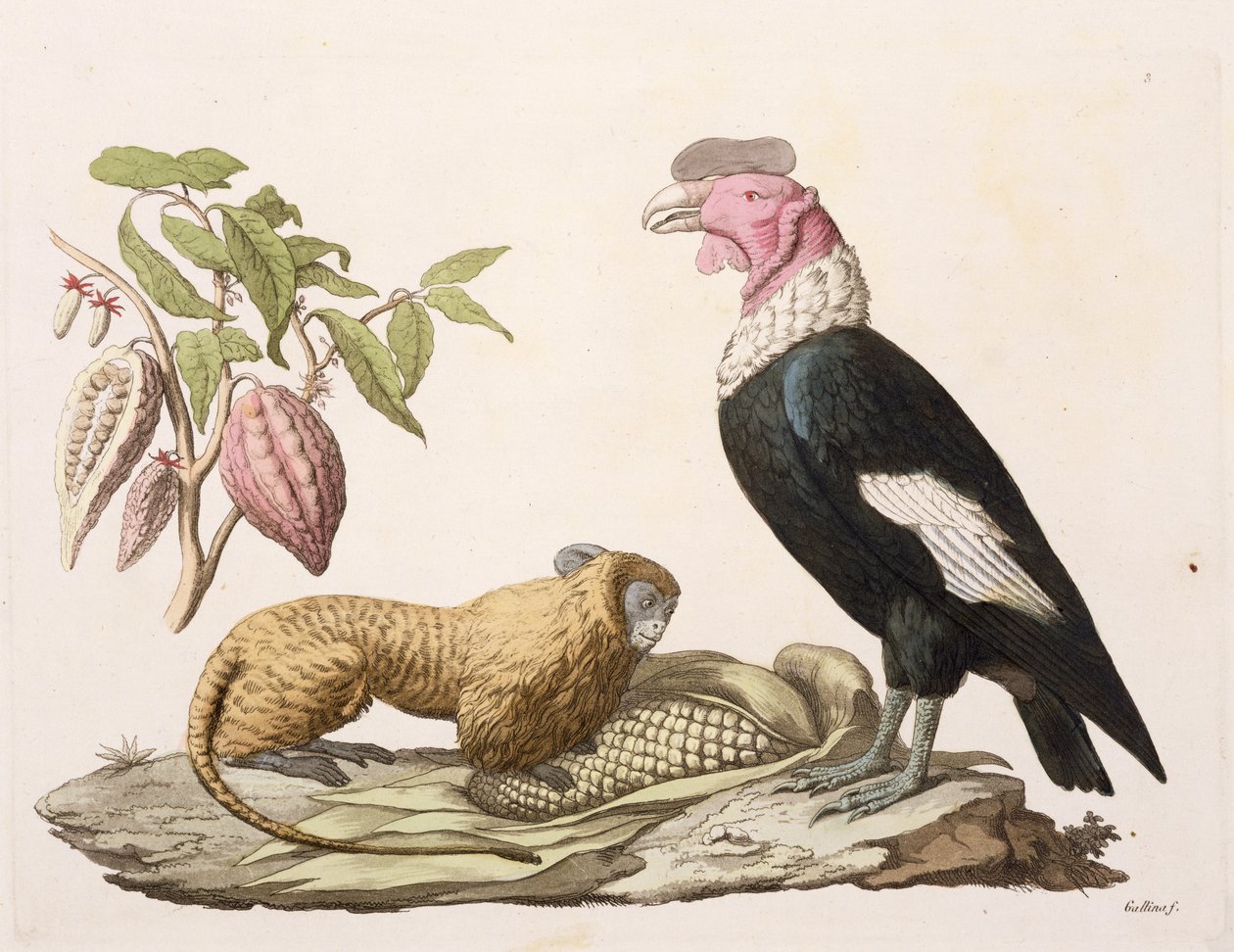 狮子猴和秃鹰，原产于智利或厄瓜多尔，来自&39;Le Costume Ancien et Moderne&39;，第二卷，第1卷，由Jules Ferrario，由Gallo Gallina（1796-1874）镌刻，出版于1820年代至30年代（彩色点亮） 作者 弗里德里希·亚历山大·冯·洪堡男爵