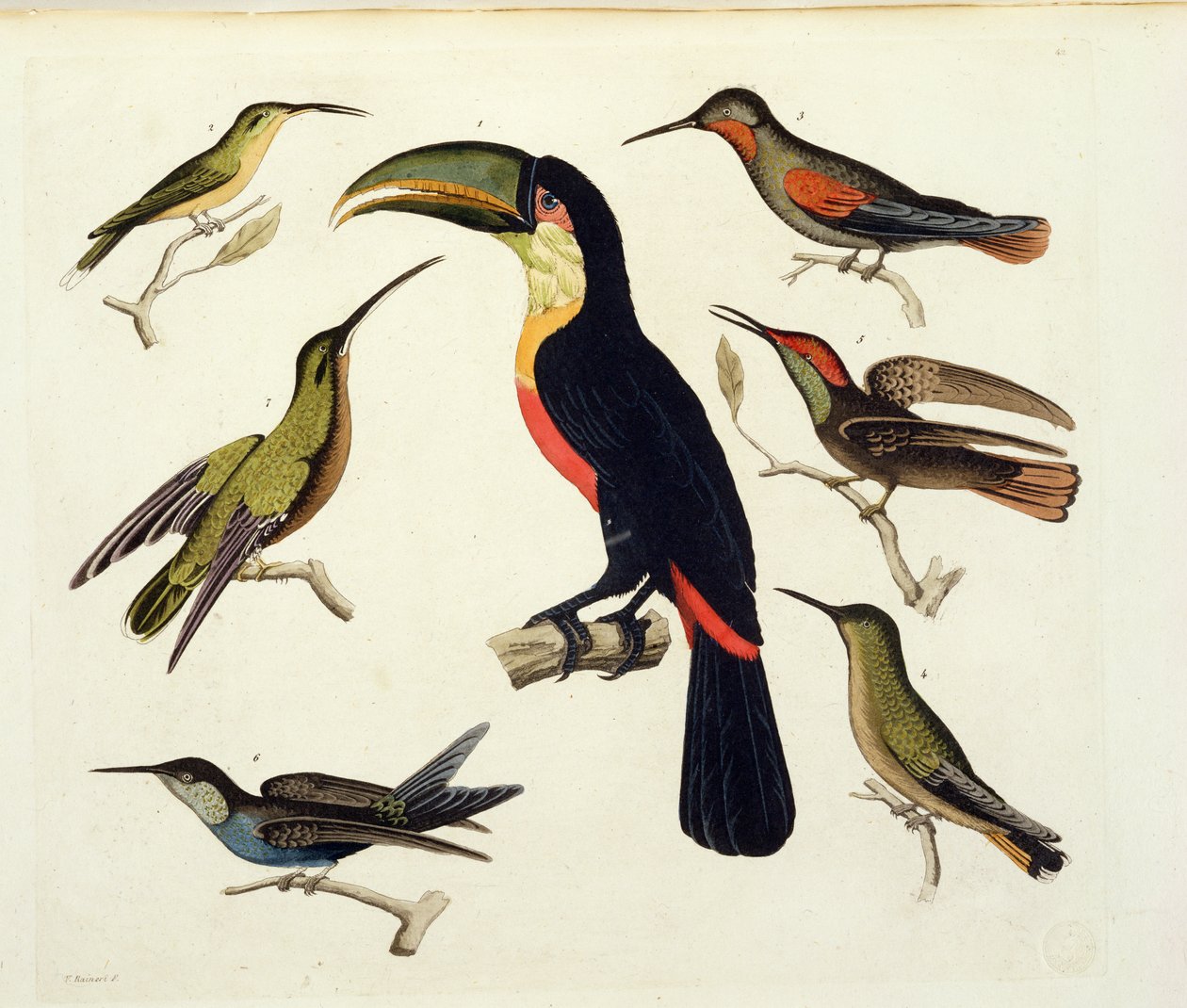 本土鸟类，包括Toucan（中心），亚马逊，巴西，来自&39;Le Costume Ancien et Moderne&39;，第二卷，第42卷，由Jules Ferrario，由V. Raineri镌刻，出版于1820年代至30年代 作者 弗里德里希·亚历山大·冯·洪堡男爵