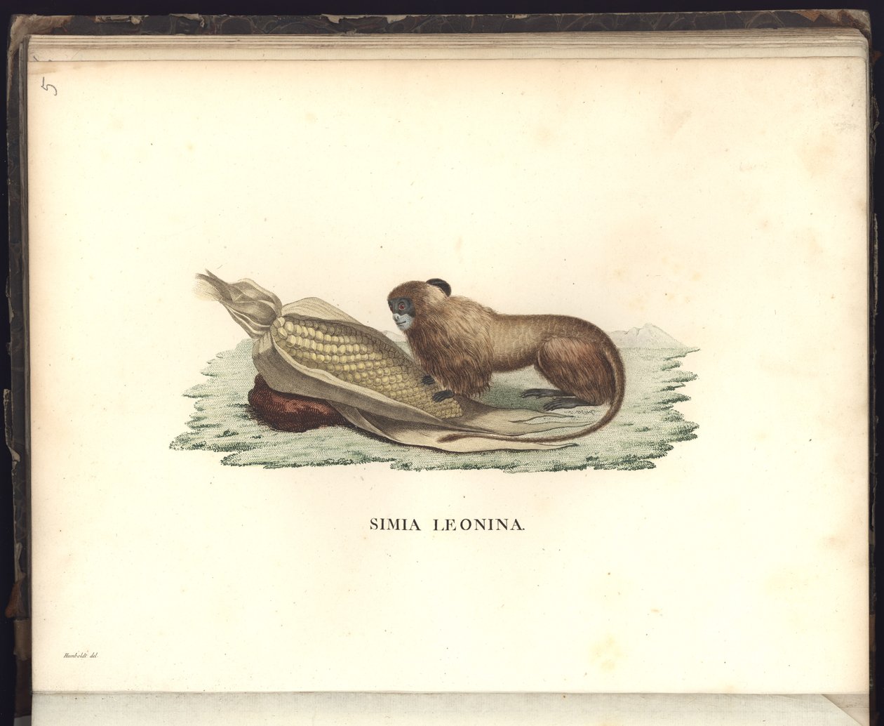 Simia leonina，Pl.V，插图来自动物学和比较解剖学的观察，收集于1799年，1800年，18年的新大陆热带国家之旅 作者 弗里德里希·亚历山大·冯·洪堡男爵