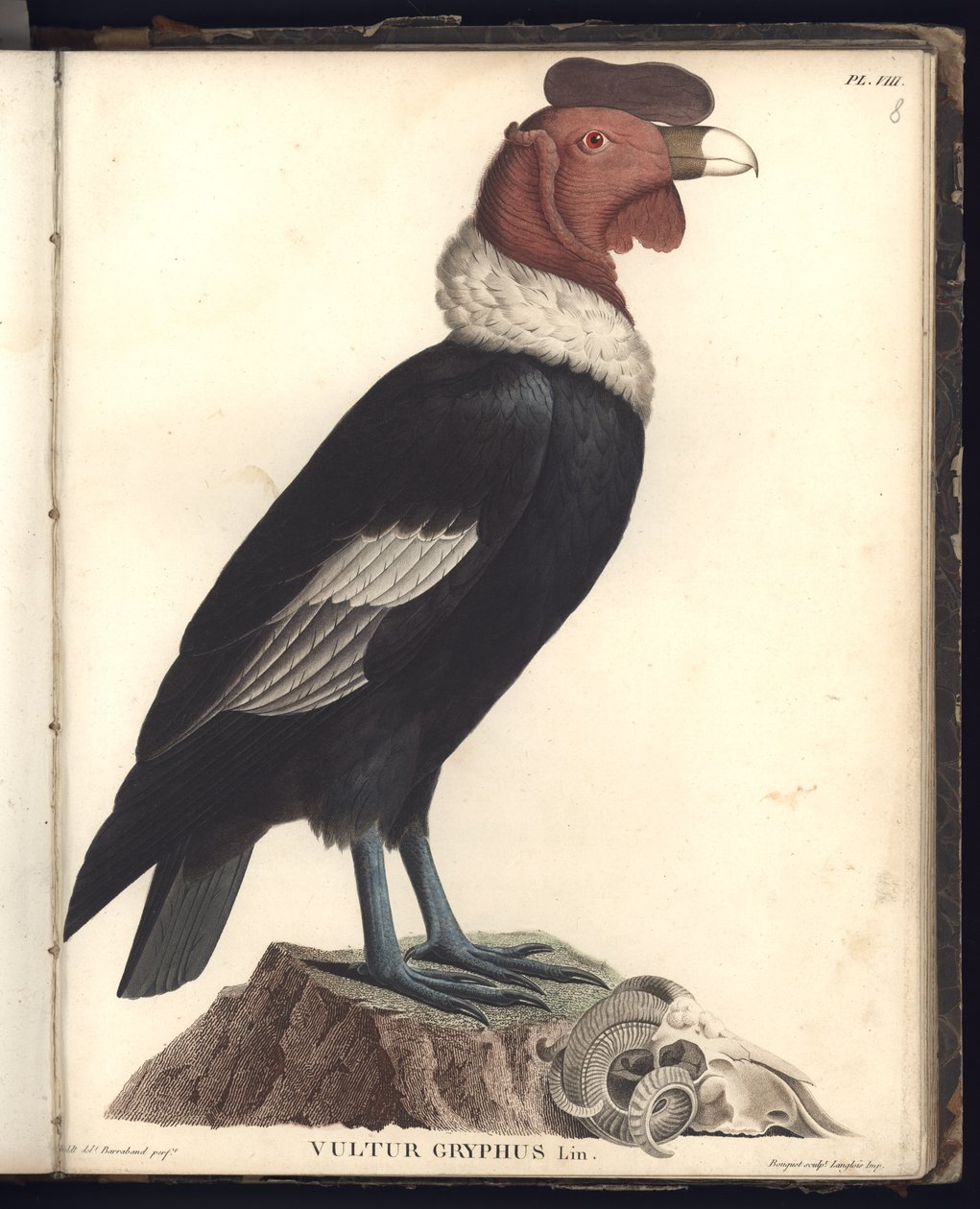 雄性秃鹰（Vulture Gryphus，LIN。），Pl.VIII，来自“新大陆热带国家之旅”中收集的动物学和比较解剖学的观察， 作者 弗里德里希·亚历山大·冯·洪堡男爵