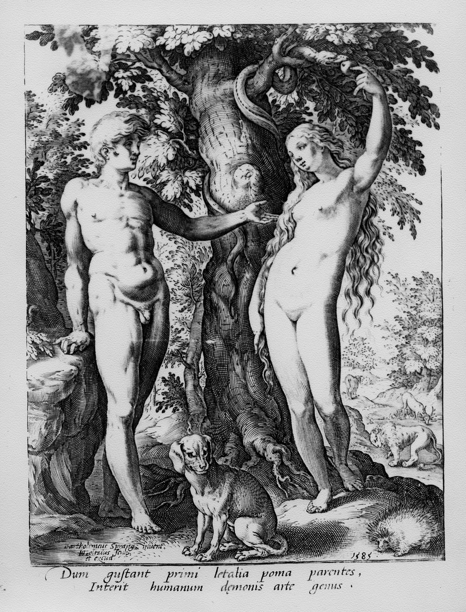 亚当和夏娃，由Hendrik Goltzius雕刻，1585年 作者 Bartholomaeus Spranger