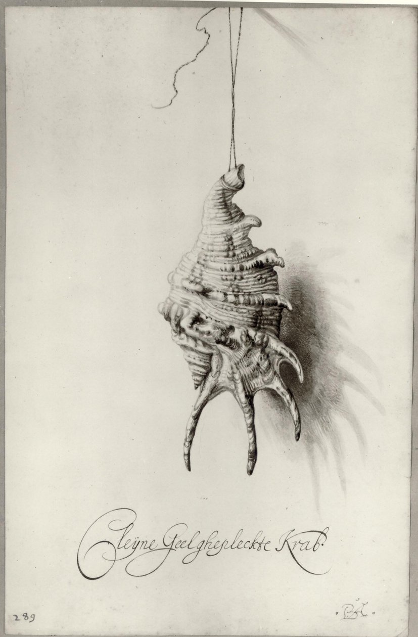 荷兰语：贝壳 "Cleijne Geel ghepleckte Krab "挂在绳子上的研究 相册中的贝壳 作者 Bartholomeus Assteyn