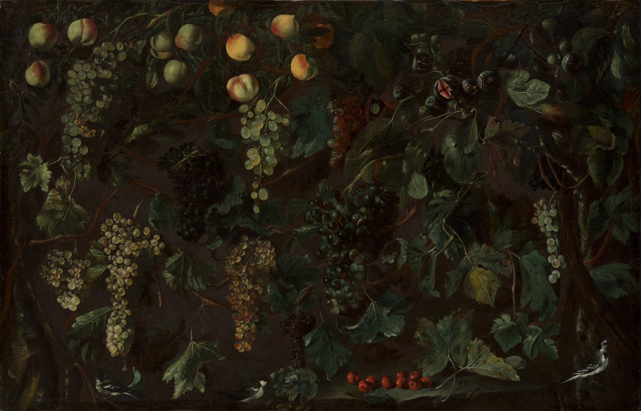葡萄藤和水果，以及三只鹡鸰，约1615-18年。 作者 Bartolomeo Cavarozzi