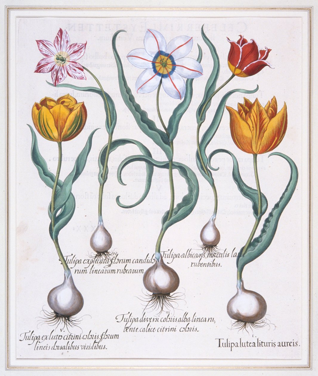 Tulipa Lutea Lituris Aureis, 破碎的黄色sylvestris型郁金香，1613。 作者 巴兹尔·贝斯勒