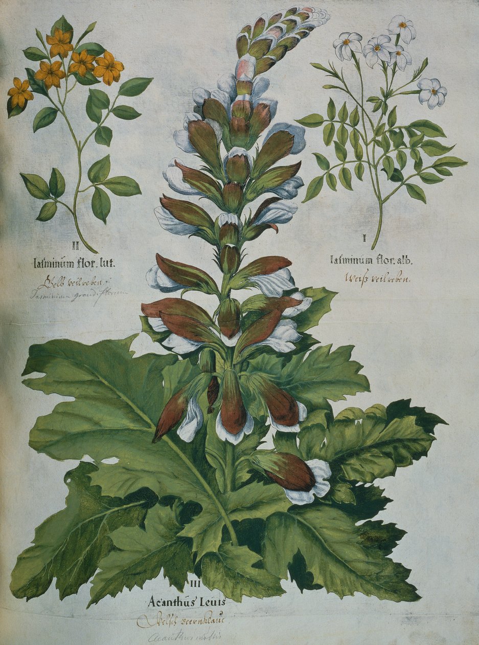 贝斯勒的Hortus Eystettensis中的一片叶子（彩色雕刻）。 作者 罗勒贝斯勒