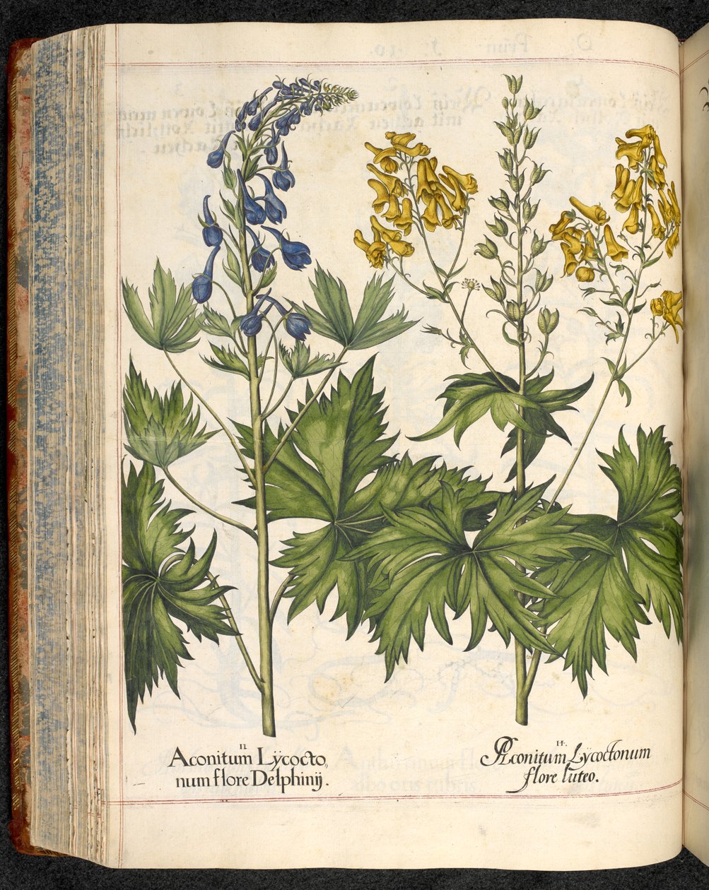 巴斯利乌斯-贝斯勒的埃斯泰特园林中的狼毒 Aconitum lycoctonum（狼毒 作者 罗勒贝斯勒