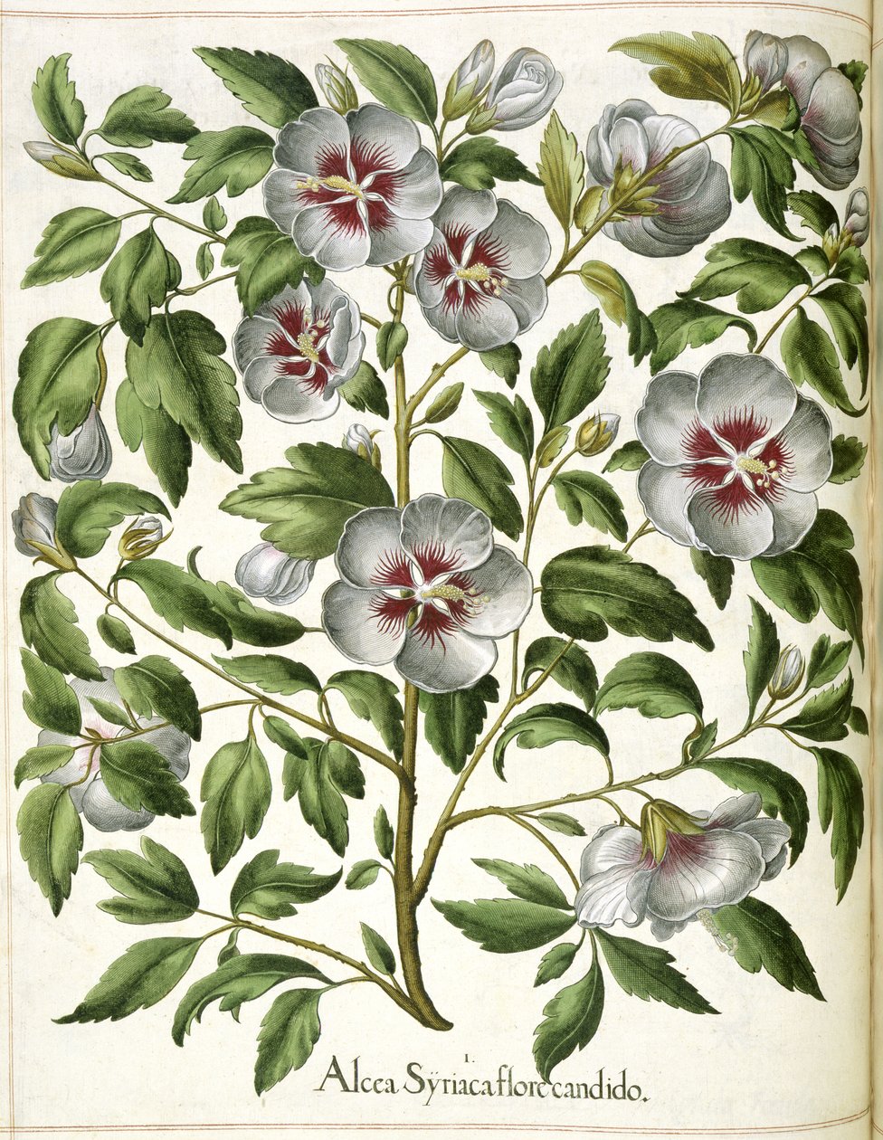 Alcca Syriaca，选自 "Hortus Eystettensis 作者 罗勒贝斯勒