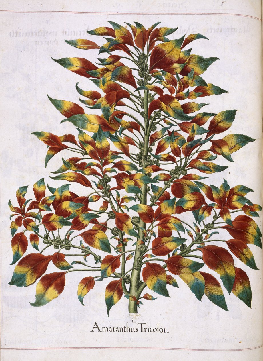 三色苋，选自 "Hortus Eystettensis 作者 罗勒贝斯勒