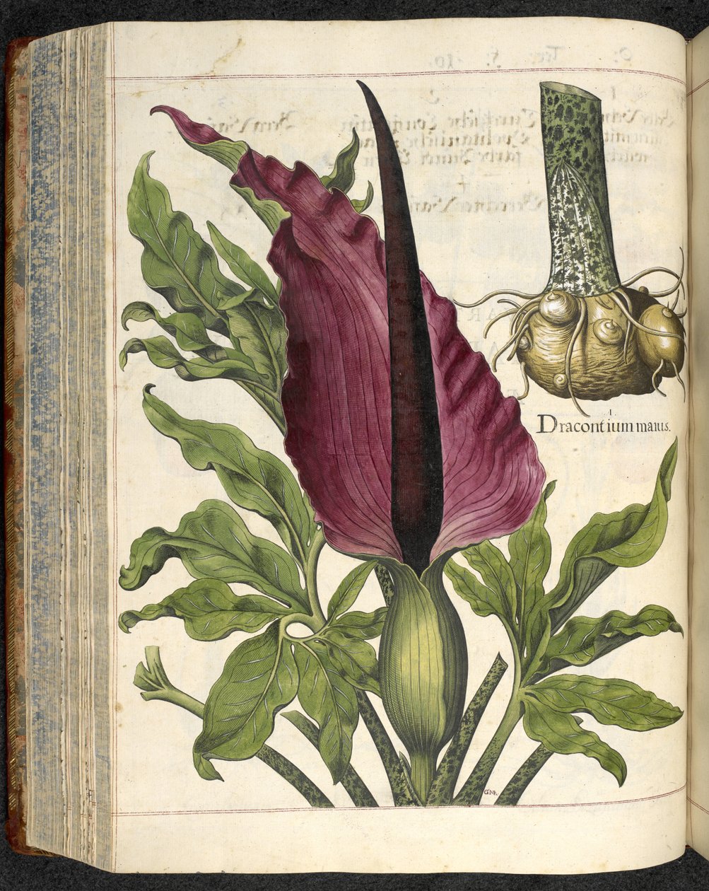 Dracontium Maius，选自《Hortus Eystettensis, sive diligens et accurata omn》的插图，约 1613 年（彩色版画） 作者 罗勒贝斯勒