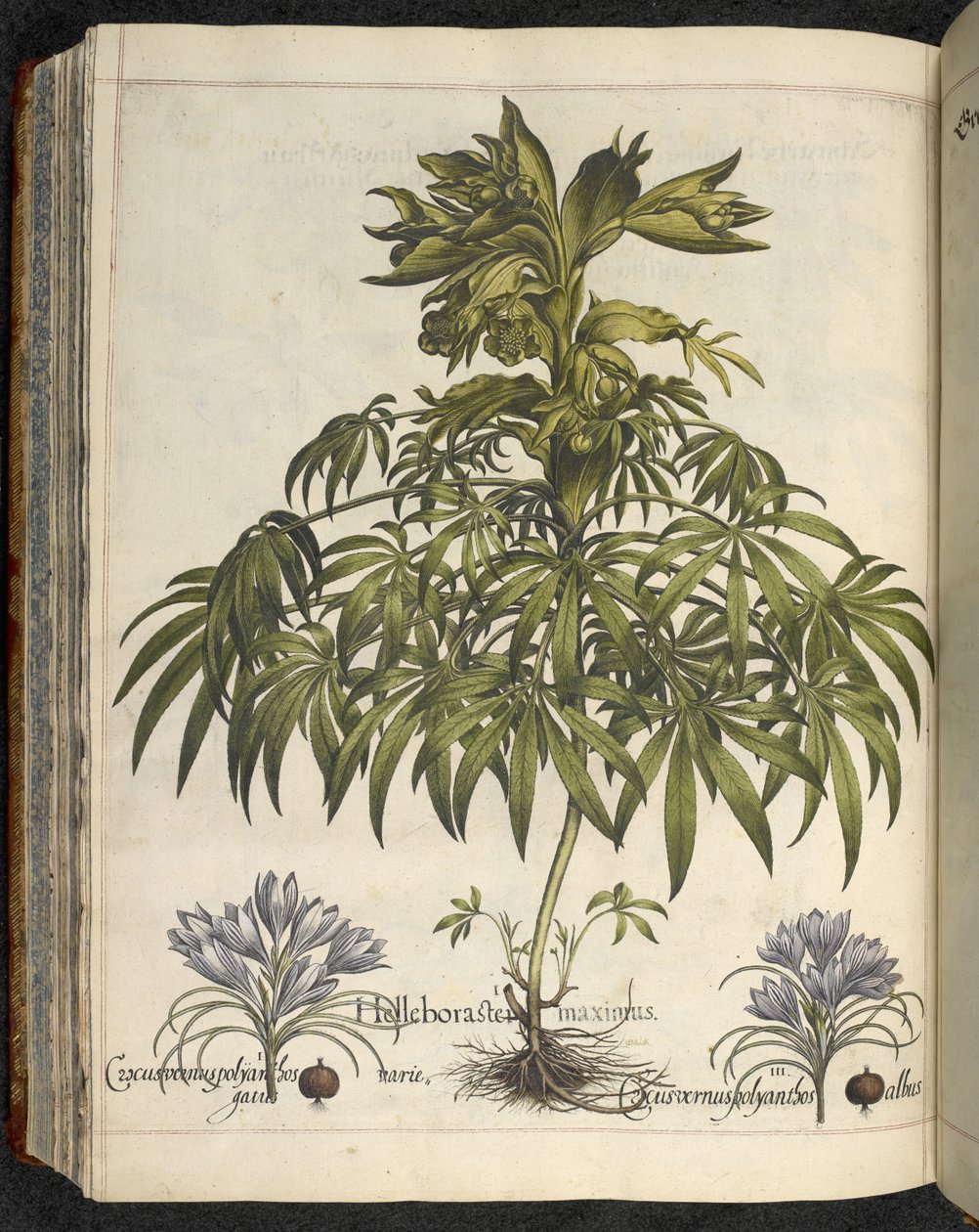 Helleborus，《Hortus Eystettensis, sive diligens et accurata omn》插图，约 1613 年（彩色版画） 作者 罗勒贝斯勒