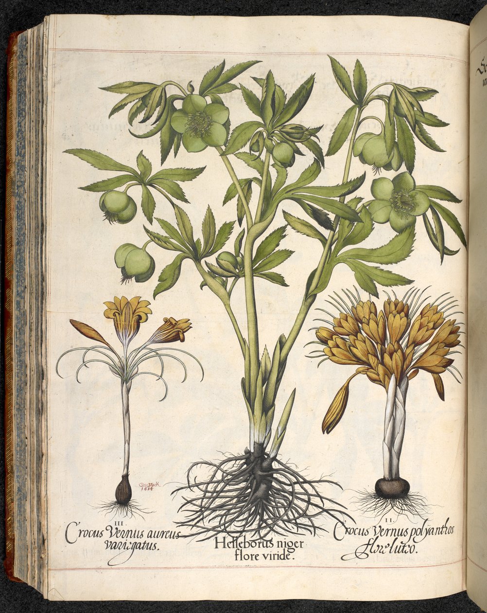 黑鹤草、番红花，摘自 Basilius Besler 的 Hortus Eystettensis 园艺作品 作者 罗勒贝斯勒