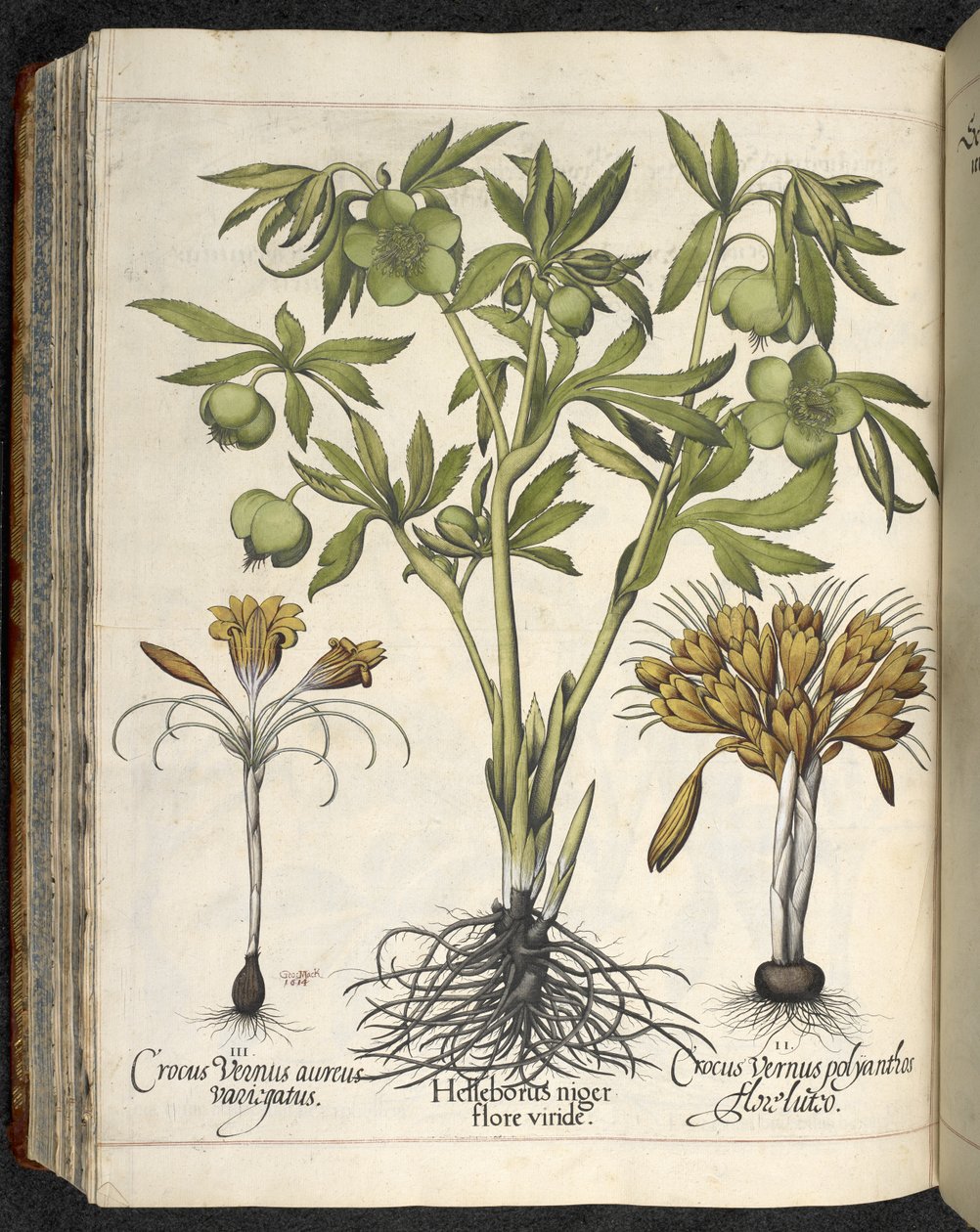 Helleborus niger，《Hortus Eystettensis, sive diligens et accurata omn》插图，约 1613 年（彩色版画） 作者 罗勒贝斯勒