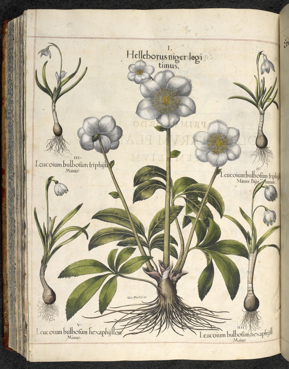 Helleborus niger，《Hortus Eystettensis, sive diligens et accurata omn》插图，约 1613 年（彩色版画） 作者 罗勒贝斯勒