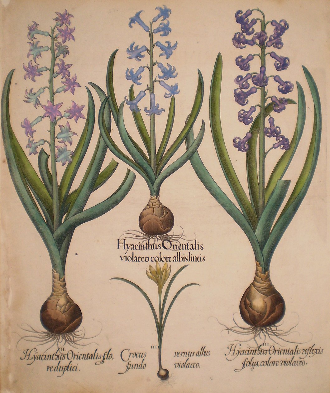 Hyacinthus orientalis floreduplici-Hyacinthus orientalis violaceo albislienis-Crocus vernus albus fundo violaceo-Hyacinthus orientalis reflexis folys colore violaceo 作者 罗勒贝斯勒