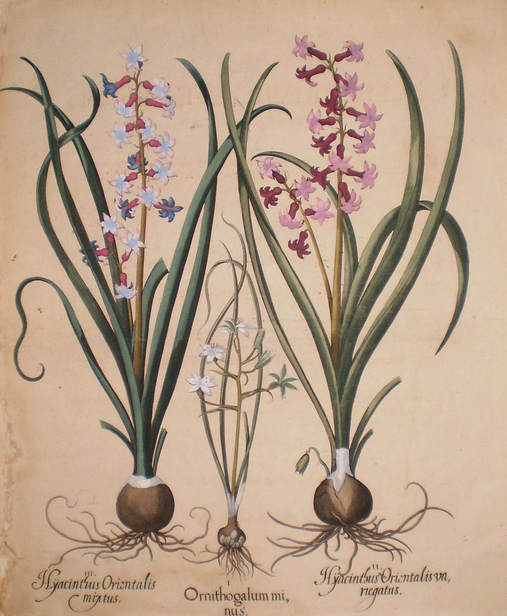 Hyacinthus orientalis mixtus-Ornithogalum minus-Hyacinthus orientalis veriegatus 作者 罗勒贝斯勒