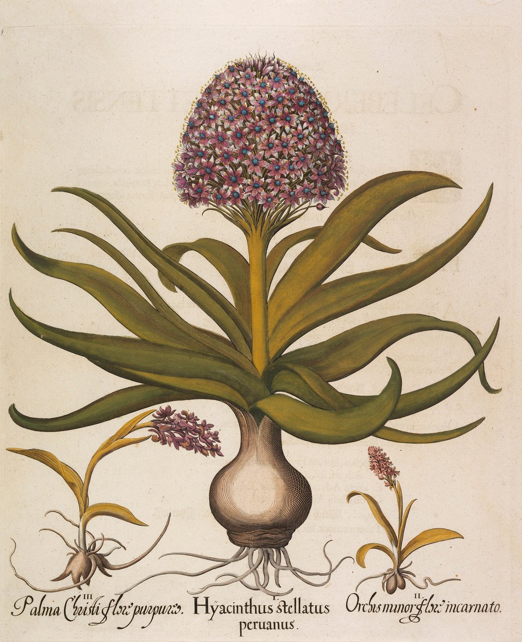 风信子（Hyacinthus stellatus），1613年。 作者 罗勒贝斯勒
