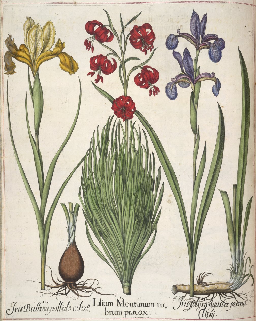鸢尾花，选自 "Hortus Eystettensis 作者 罗勒贝斯勒