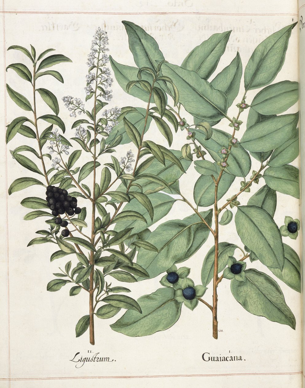 女贞和吉亚卡纳，摘自 "Hortus Eystettensis 作者 罗勒贝斯勒