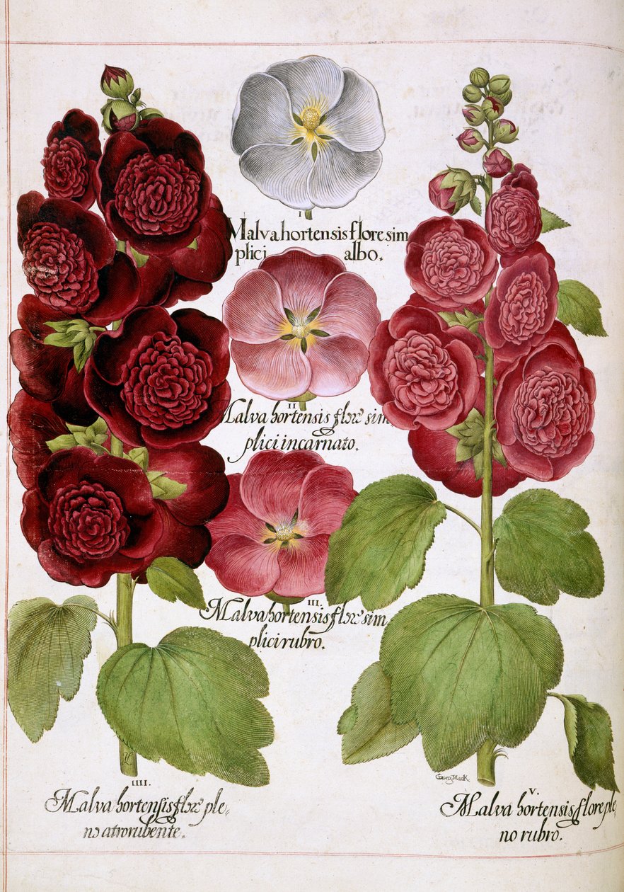 Malva Hortensis，选自 "Hortus Eystettensis"（埃斯特特斯园艺）。 作者 罗勒贝斯勒