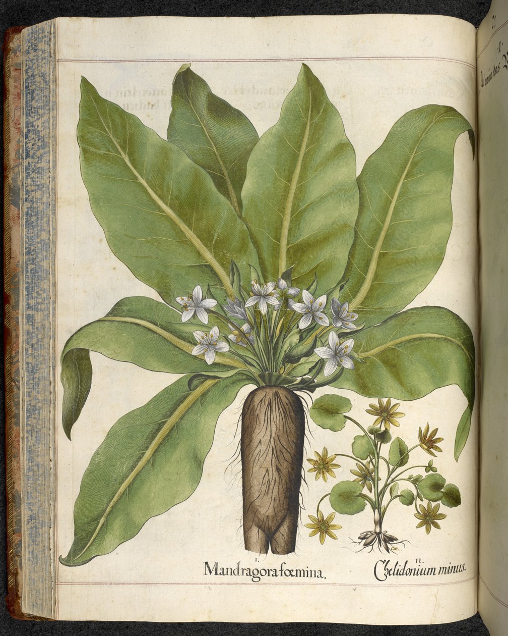 曼德拉草（Mandragora foemina），《Hortus Eystettensis, sive diligens et accurata omn》插图，约 1613 年（彩色版画 作者 罗勒贝斯勒