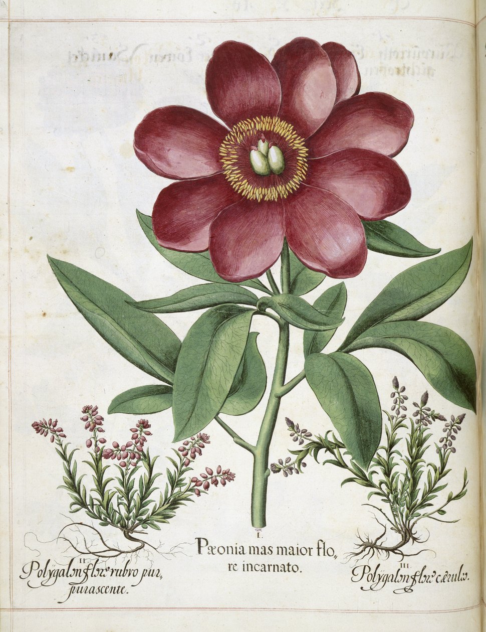 牡丹，选自 "Hortus Eystettensis 作者 罗勒贝斯勒