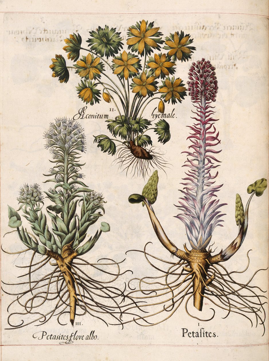 Petasites，来自 "Hortus Eystettensis 作者 罗勒贝斯勒
