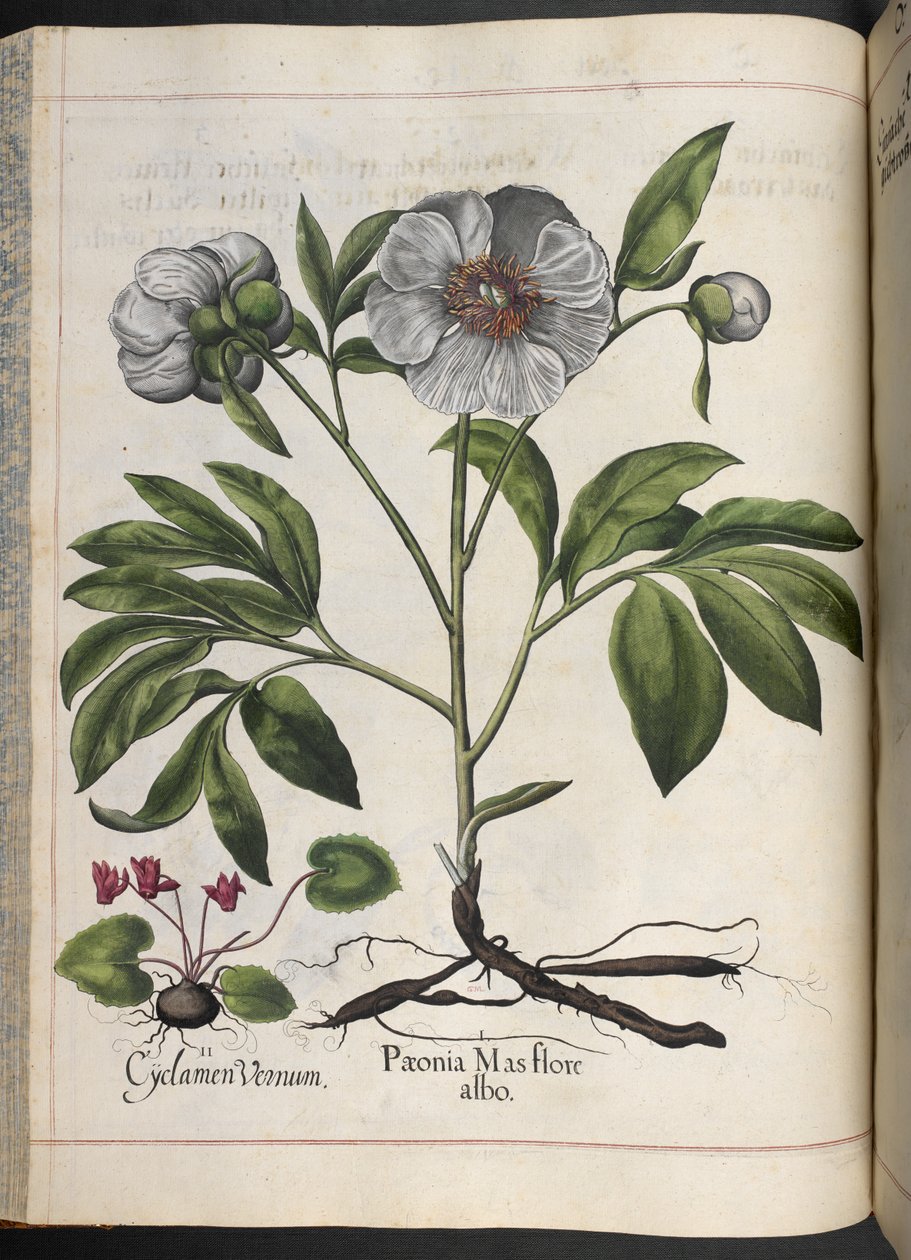 图106：仙客来Vernum，Paonia Mas flore albo，摘自Hortus Eystettensis，作者Basilius Besler 作者 罗勒贝斯勒