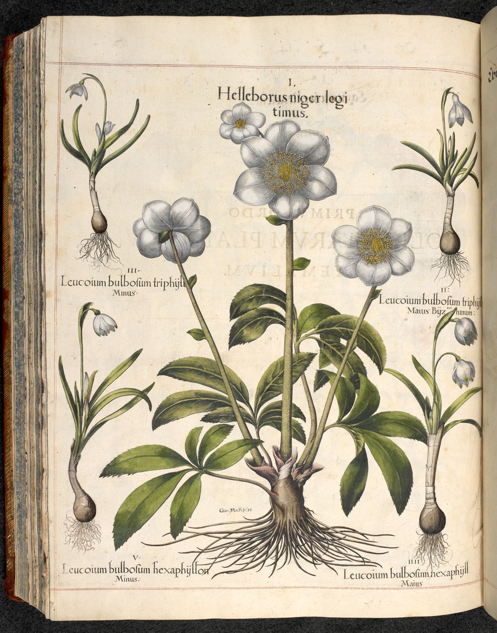 图版 29：Helleborus niger ... Hortus Eystettensis, ... Basilius Besler 作者 罗勒贝斯勒