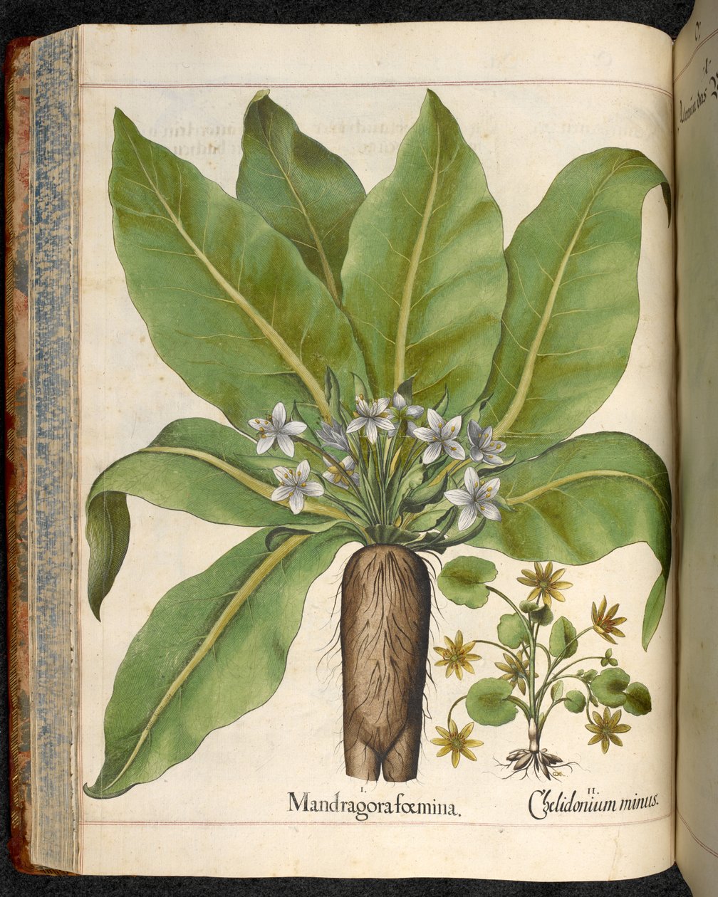 图 29：Mandragora foemina（曼德拉草），出自 Basilius Besler 的 Hortus Eystettensis。 作者 罗勒贝斯勒