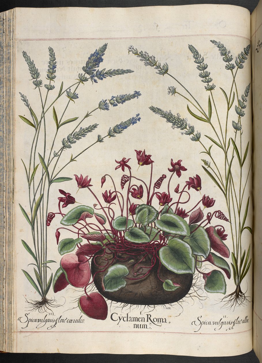图 347：罗马仙客来，摘自巴斯利乌斯-贝斯勒的 Hortus Eystettensis 作品 作者 罗勒贝斯勒