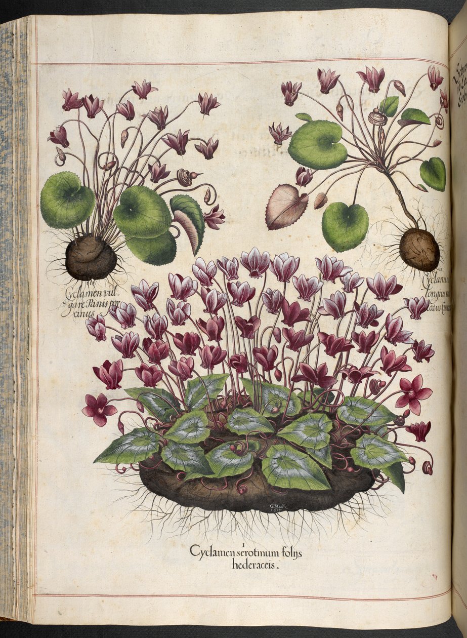 图版 348：仙客来，Hortus Eystettensis，......Basilius Besler，1613 年 作者 罗勒贝斯勒