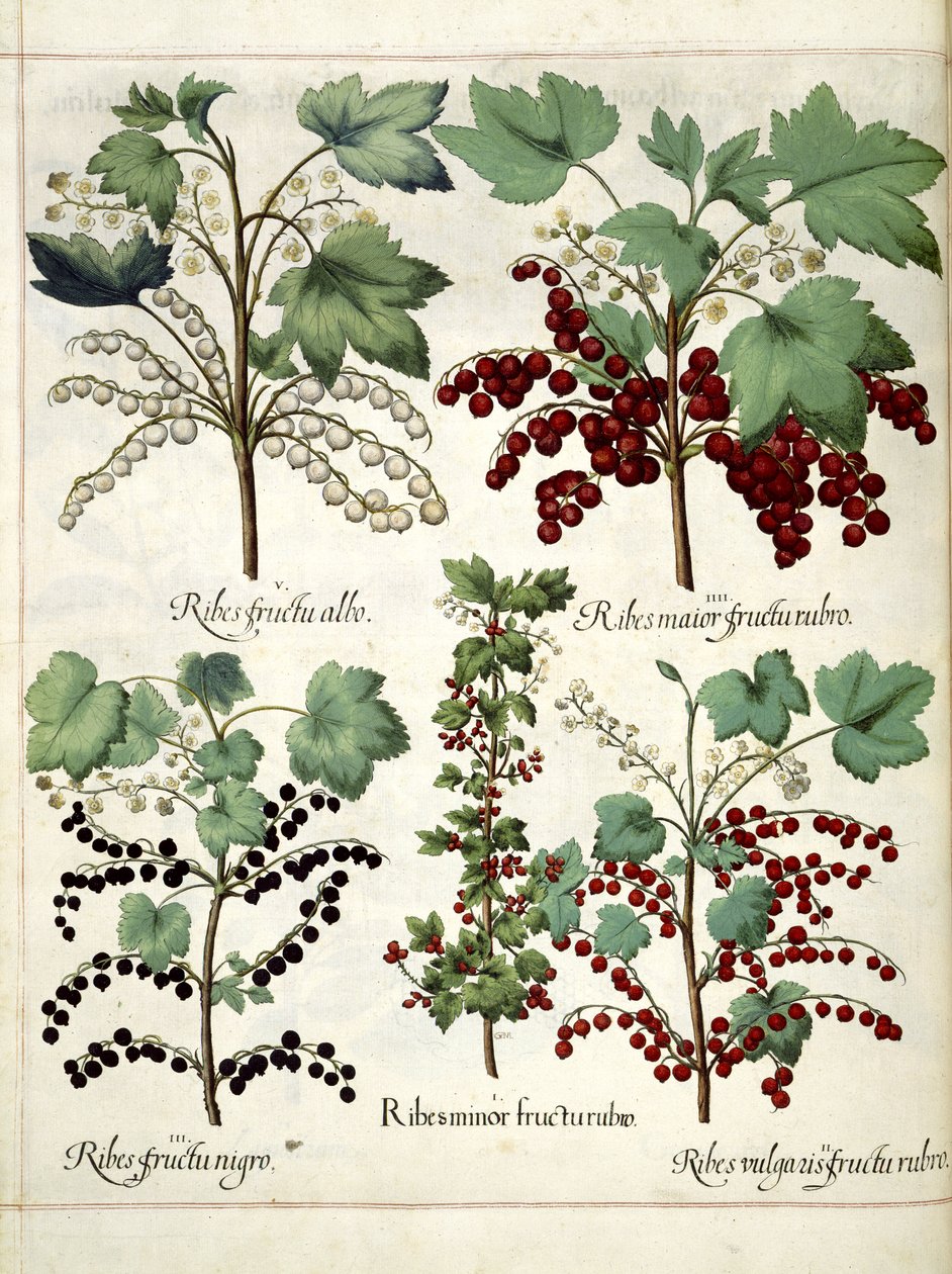 来自 "Hortus Eystettensis "的红醋栗和黑醋栗植物 作者 罗勒贝斯勒