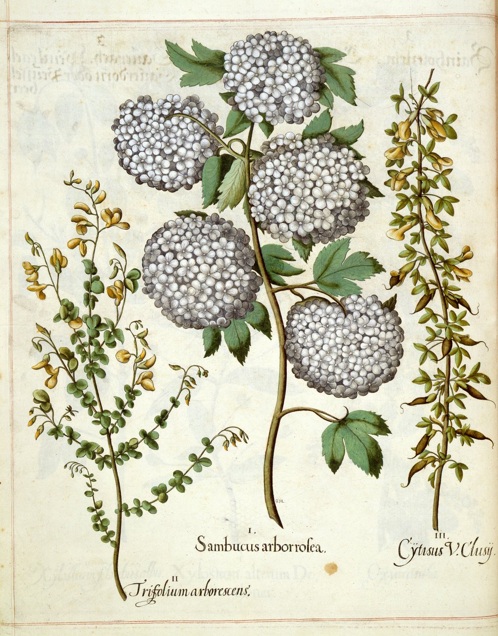 三叶草、三棱草和绣线菊，摘自《艾斯特园艺》（Hortus Eystettensis）。 作者 罗勒贝斯勒