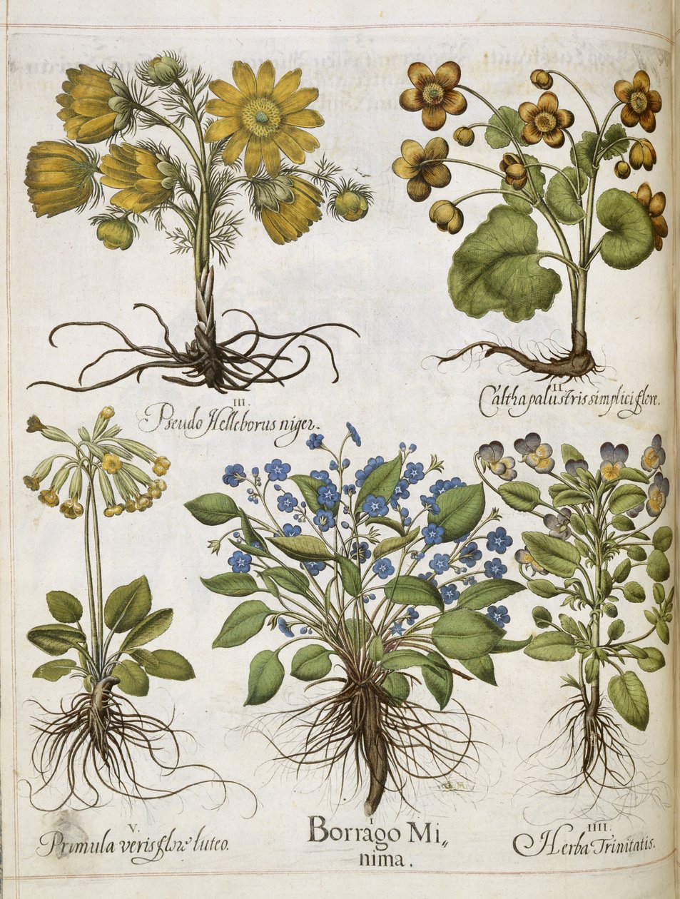 各种植物，来自 "Hortus Eystettensis"（埃斯泰特园艺）。 作者 罗勒贝斯勒