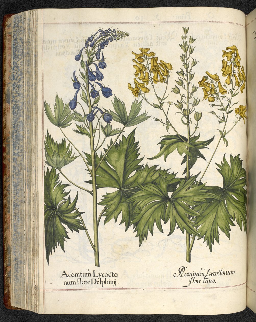 狼毒，《Hortus Eystettensis, sive diligens et accurata omn》插图，约 1613 年（彩色版画） 作者 罗勒贝斯勒