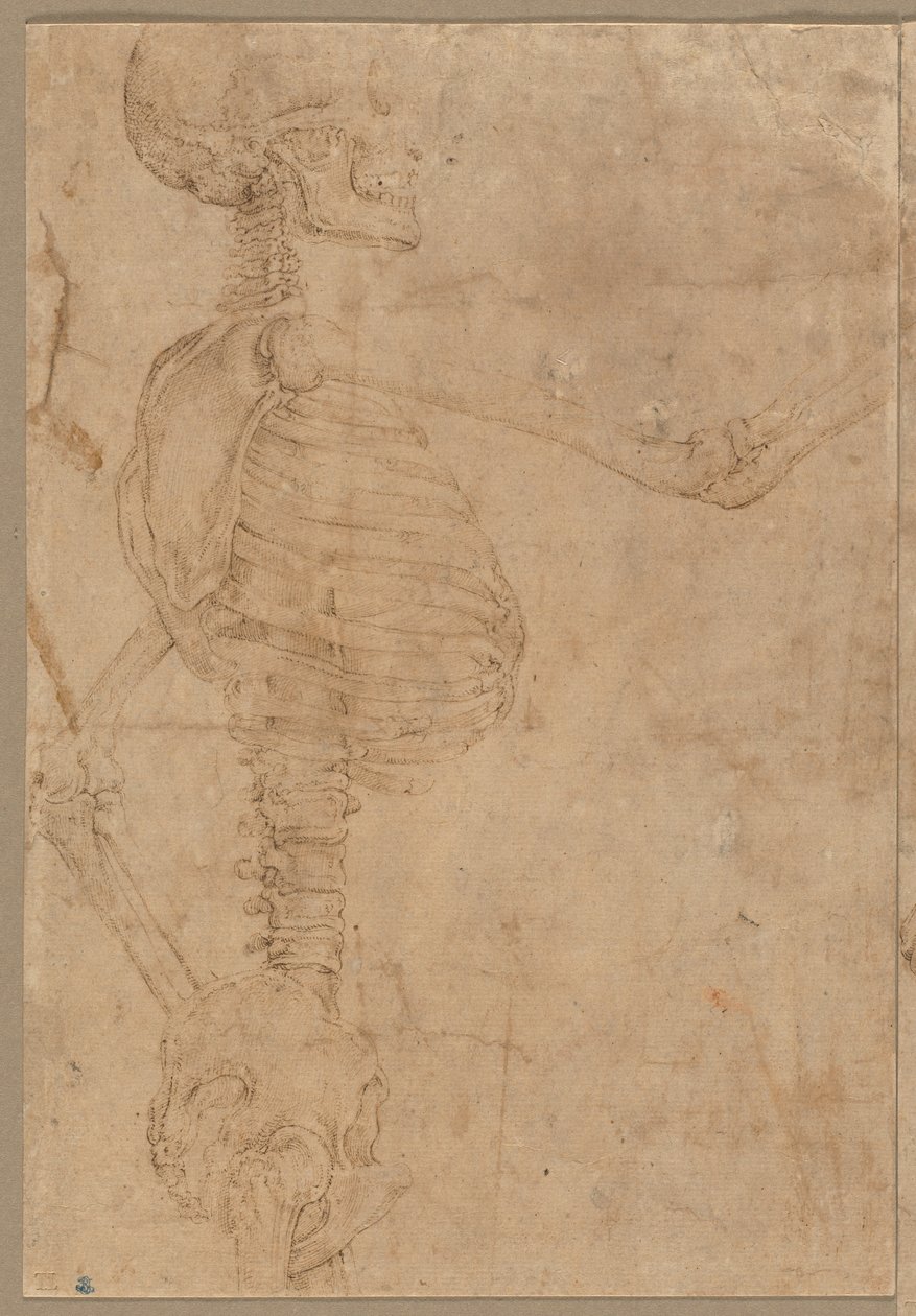 1540年代初期，轮廓中的半身骨架。 作者 巴蒂斯塔·佛朗哥（Battista Franco）
