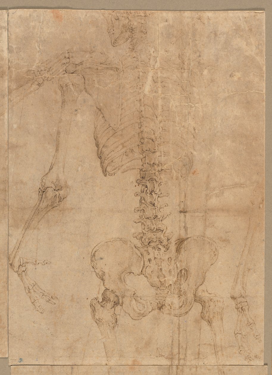 1540年代初期，从背面看骷髅的上半身。 作者 巴蒂斯塔·佛朗哥（Battista Franco）