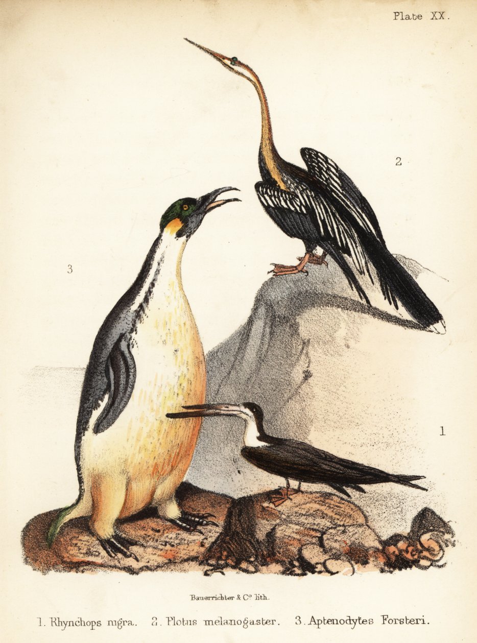 黑鳐鱼、东方镖鱼和帝企鹅。1855 年（石版画） 作者 建设者法官