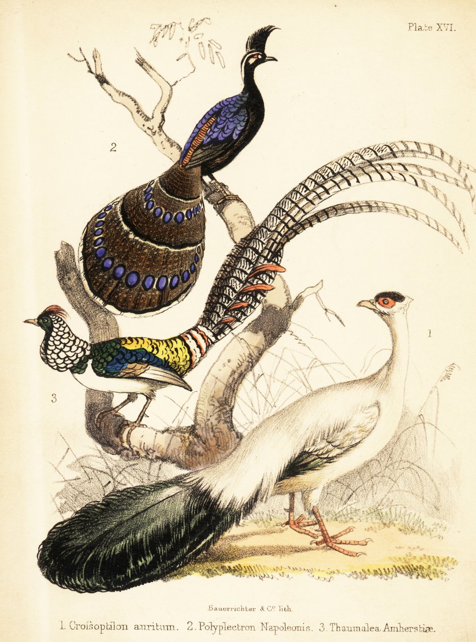 蓝耳雉、巴拉望孔雀雉和阿默斯特夫人 1855 年（石版画） 作者 建设者法官