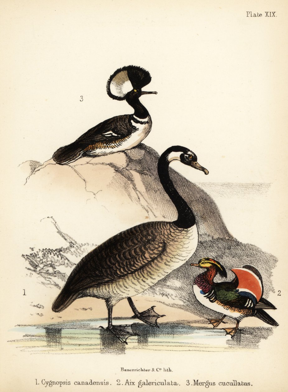 加拿大鹅、鸳鸯和戴帽梅花鹿。1855（石版画） 作者 建设者法官