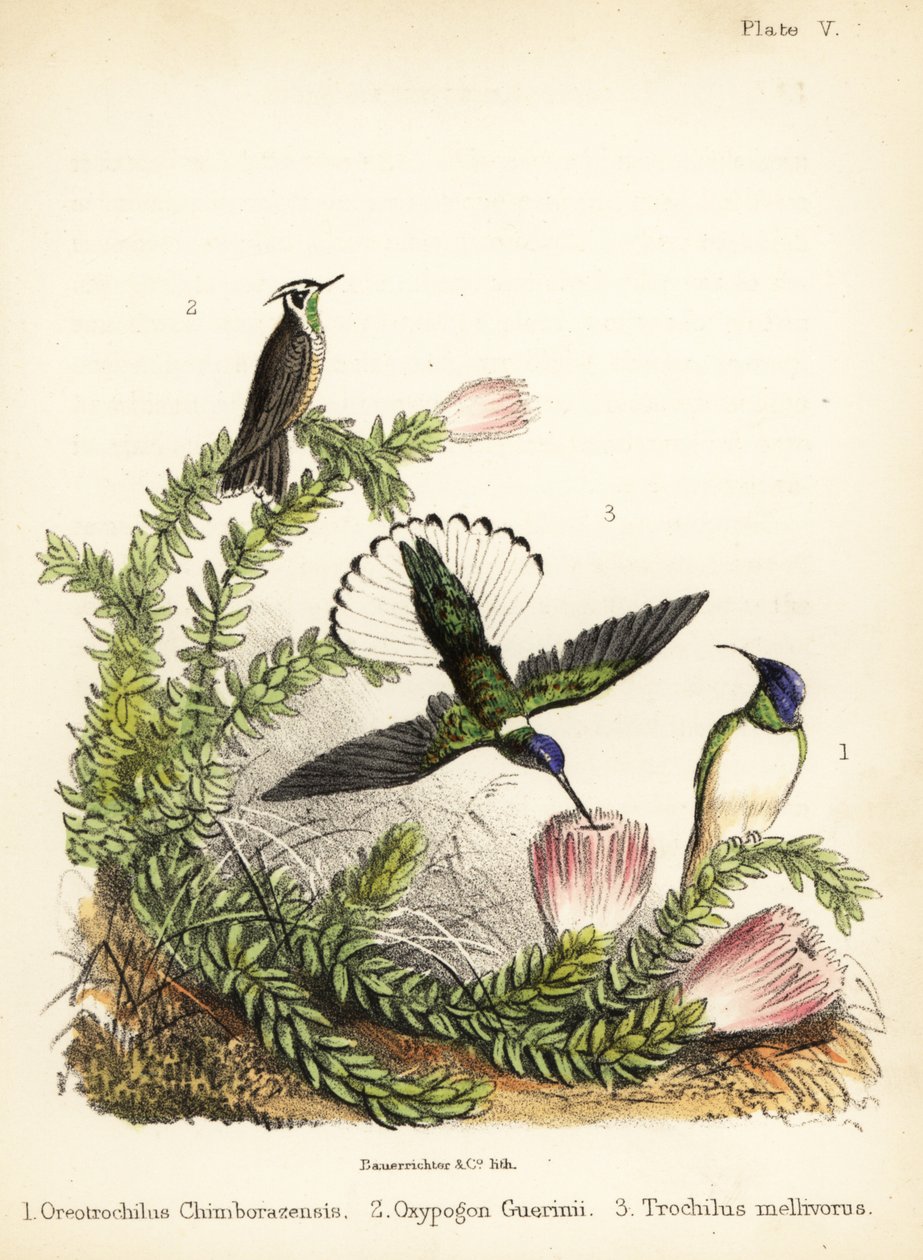 蜂鸟的种类1855（石版画） 作者 建设者法官