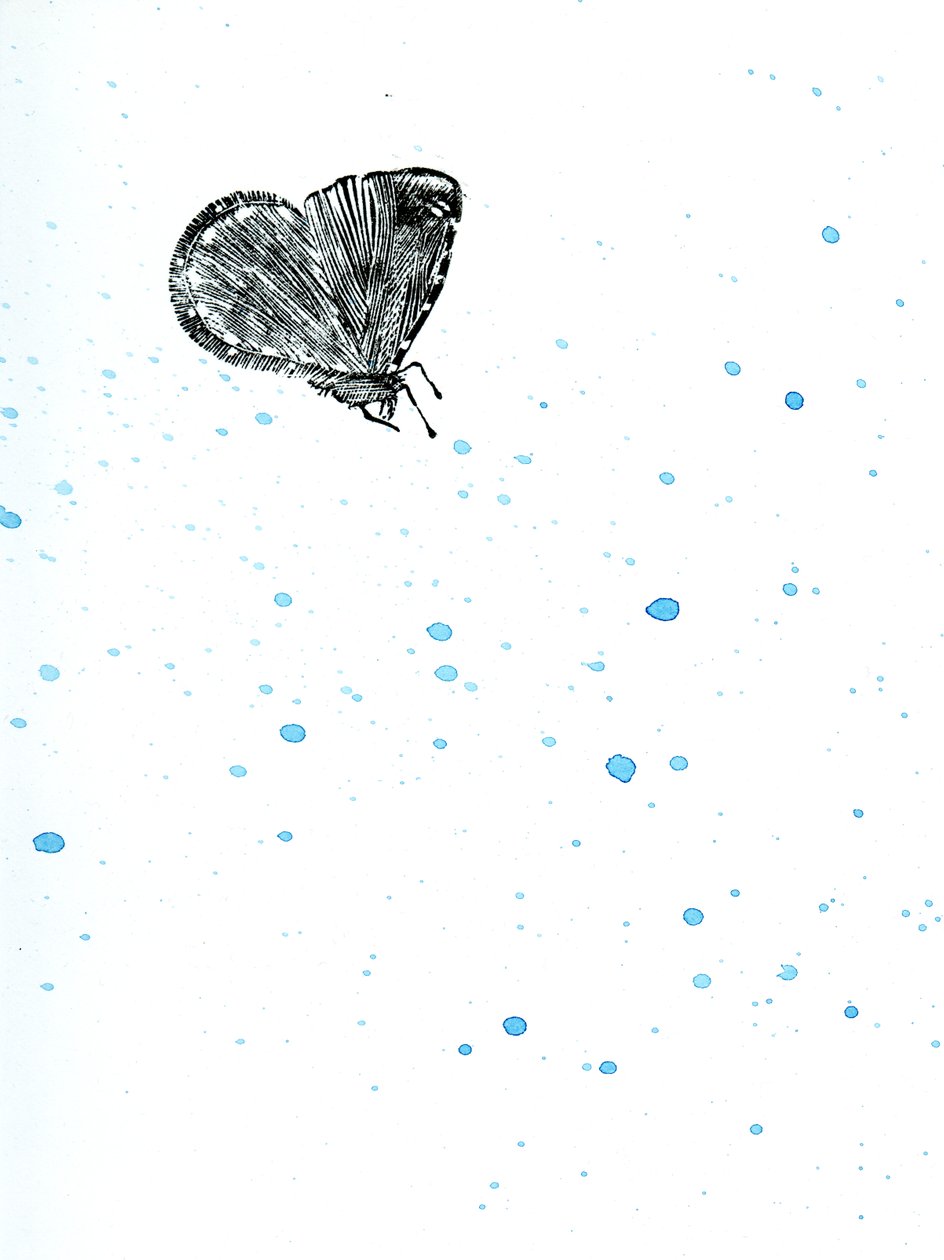 飞蛾{Fay-erie Dust}，2014（木版画和纸上水彩） 作者 贝拉·拉尔森（Bella Larsson）