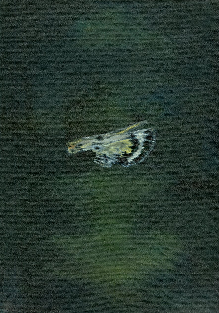 蛾翼，2014， 作者 贝拉·拉尔森（Bella Larsson）