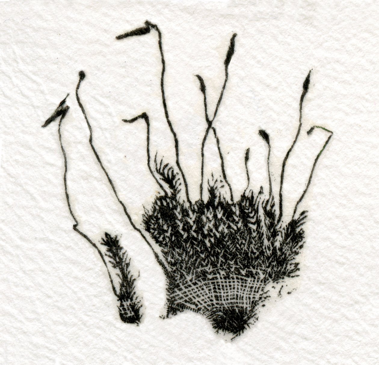 萌芽苔藓，2014年，（在gampi上雕刻木头） 作者 贝拉·拉尔森（Bella Larsson）