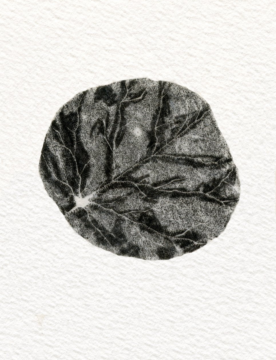 Leaf，2014，（木版画在纸上） 作者 贝拉·拉尔森（Bella Larsson）