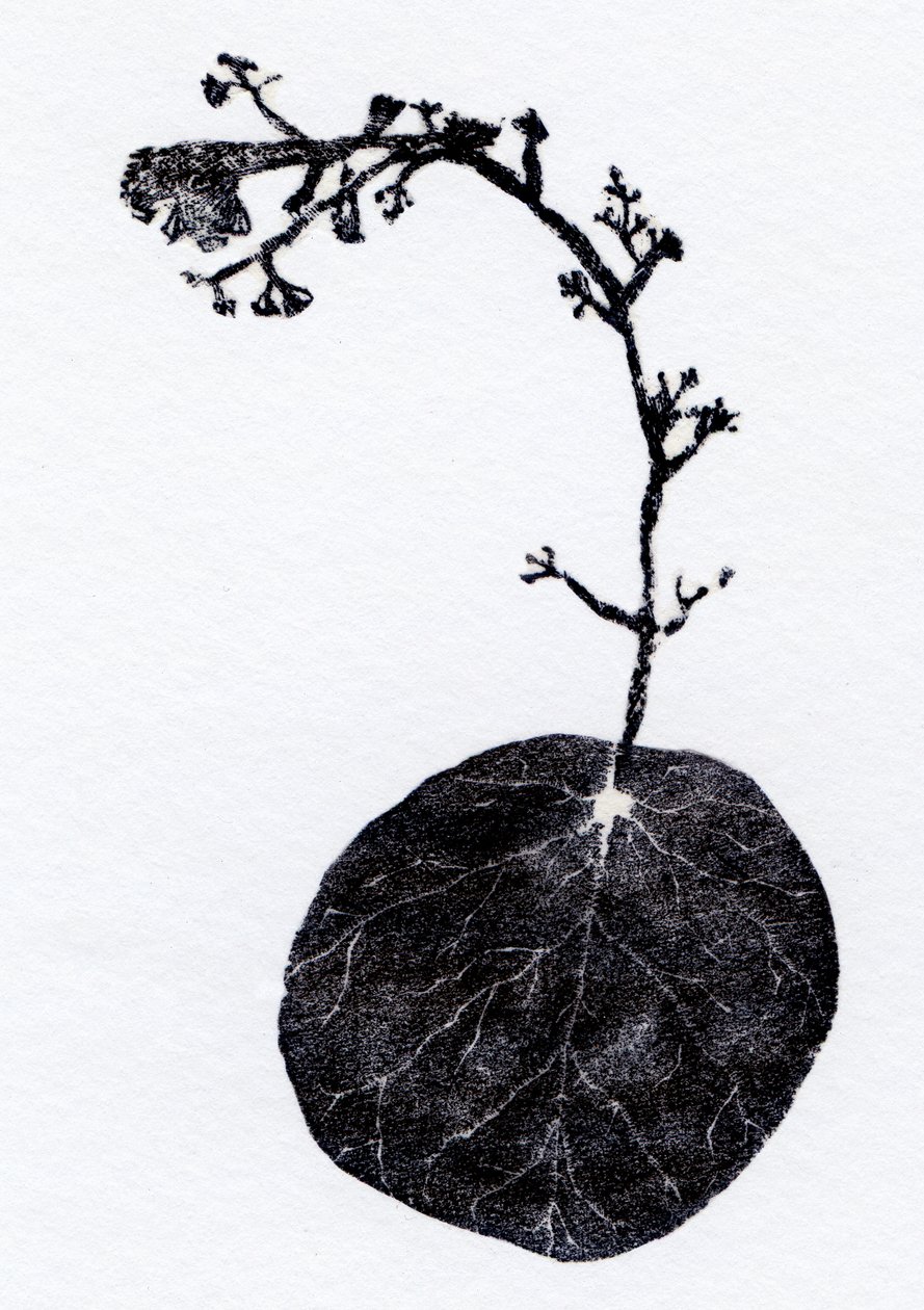 地衣叶，2014（木刻、拼贴纸） 作者 贝拉·拉尔森（Bella Larsson）