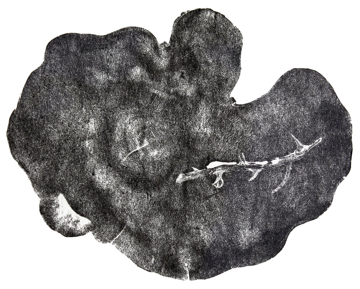 Morgondagg，2014（木版画在纸上） 作者 贝拉·拉尔森（Bella Larsson）