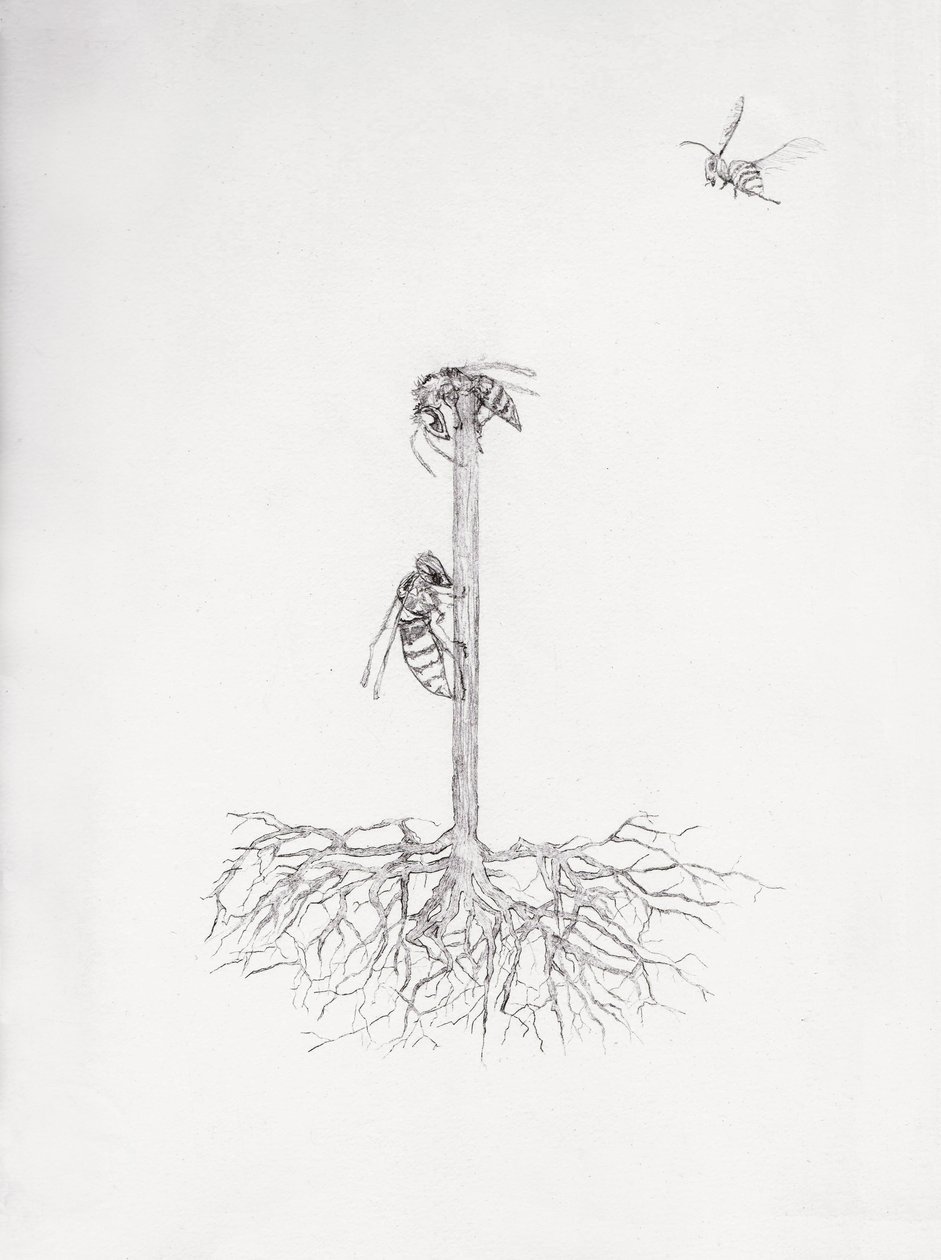黄蜂树，2021 年（纸上干点图和铅笔） 作者 贝拉·拉尔森（Bella Larsson）