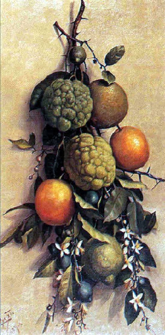 FruitnPortugues：Frutasn 作者 贝尼迪托·卡利克斯托（Benedito Calixto）