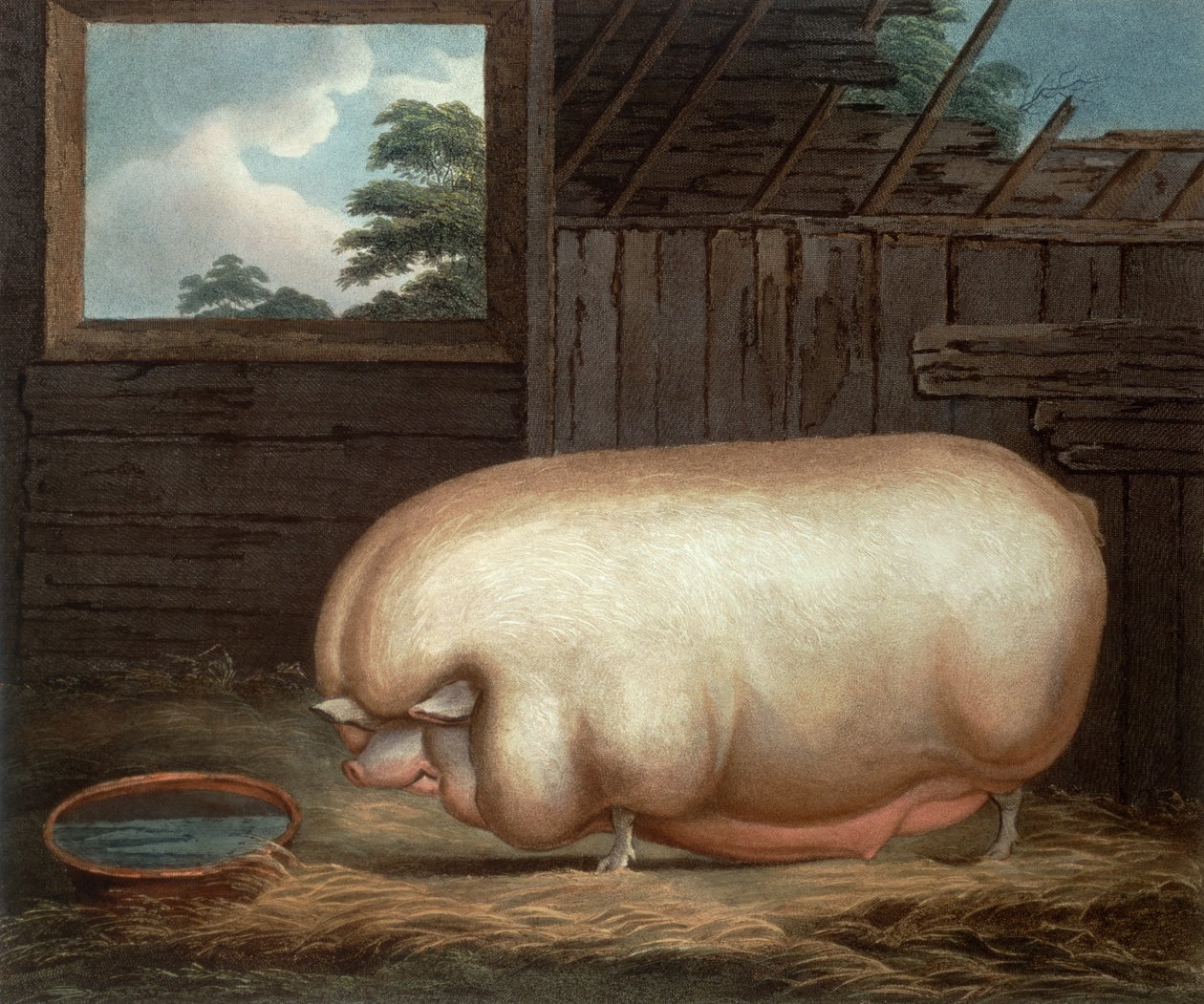 这个卓越的动物......，由John Whessel（1760-1823）雕刻，1808年 作者 本杰明·盖尔